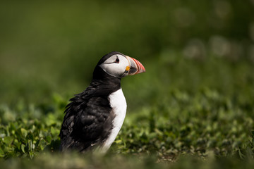 Atlantic Puffin (Fratercula arctica) preening and shaking eathers at burrow nest, Farne Islands, United Kingdom