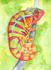 Chameleon - drawing watercolor. Multi-colored lizard. Use printed materials, signs, items, websites, maps, posters, postcards, packaging.