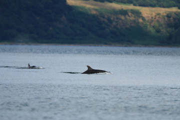 Fototapeta premium Common bottlenose dolphin (Tursiops truncatus), or Atlantic bottlenose dolphin, with calf foraging for salmon at high tide, Cromarty point, Scottish Highlands, United Kingdom