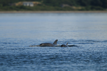 Common bottlenose dolphin (Tursiops truncatus), or Atlantic bottlenose dolphin, with calf,  foraging for salmon at high tide, Cromarty point, Scottish Highlands, United Kingdom