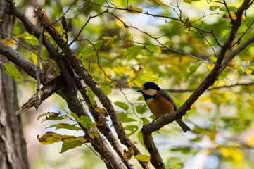 木々と野鳥