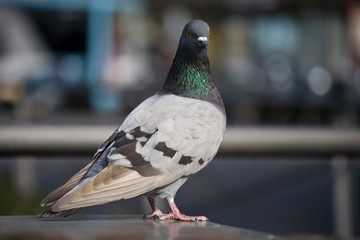 Pigeon in Barcelona