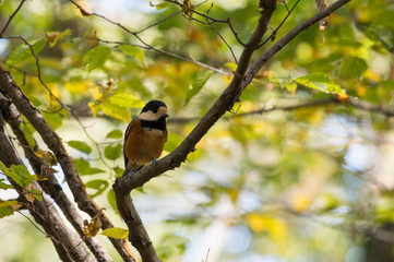 木々と野鳥