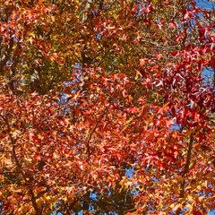 Red, orange, yellow leaves of the amber-tree liquidampara (Liquidambar styraciflua). Amber tree with colorful autumn leaves. Nature texture for design.