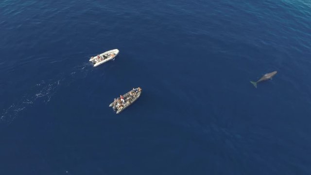 Whale watching boats with sperm whale