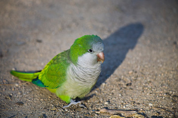 Parrot in Barcelona