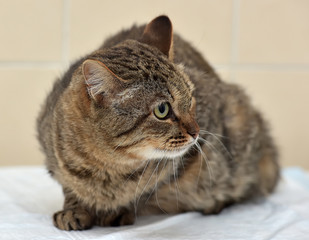 Tabby Cat. Expression.
