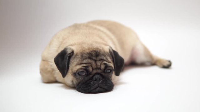 Funny Pug Puppy on white background. portrait of a cute pug dog with big sad eyes and a questioning look on a white background, Beige pug with huge eyes on a white background