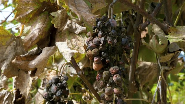 Rotten moldy berries of grape affected by disease. Old dried vines and leaves.
