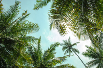 Fototapeta na wymiar coconut palm trees againt blue sky and sunlight