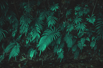 tropical ferns leaf texture dark green background
