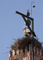 Stork in its nest in Marrakech, Morocco