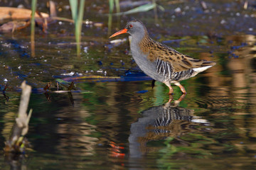 Wasserralle am Morgen im Herbst bei der Jagd