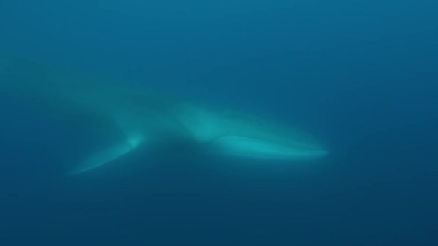 Underwater shot of majestic fin whale