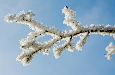 Zweig mit Raureif vor blauem Himmel