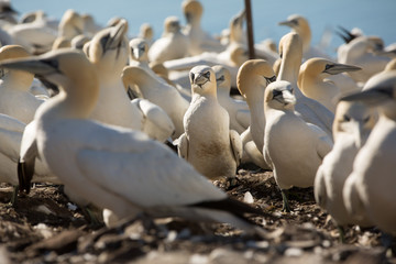 Northern Gannet (Morus bassanus) on best with chick at breeding colony,  Bass Rock, Scotland, United Kingdom