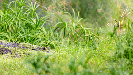 Naklejka na ściany i meble Dangerous Alligator Hiding in Tall Grass
