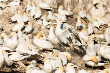 Northern Gannet (Morus bassanus) on nest  at breeding colony,  Bass Rock, Scotland, United Kingdom