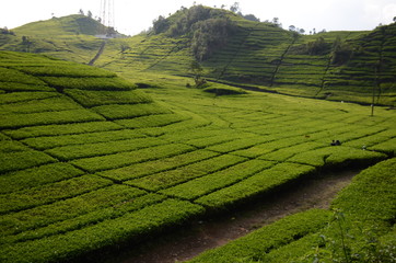 Teeplantagen bei Bandung, Java - Indonesien
