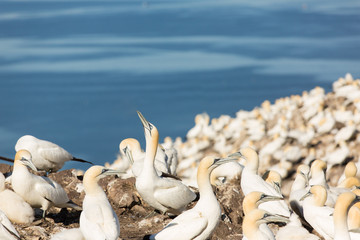 Northern Gannet (Morus bassanus) on nest  at breeding colony,  Bass Rock, Scotland, United Kingdom