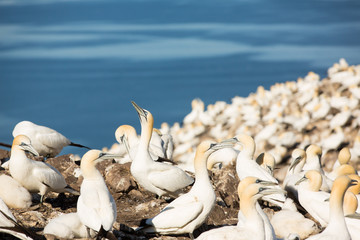 Northern Gannet (Morus bassanus) parent and chick at  breeding colony at bass rock, united Kingdom