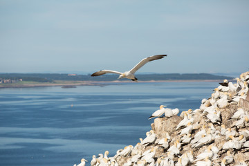 Fototapeta premium Northern Gannet (Morus bassanus) sky pointing, at breeding colony, Bass Rock, Scotland, United Kingdom