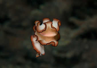 Magic flatworm. Orsaki flatworm ( Maiazoon orsaki ) swimming upon corals of Raja Ampat