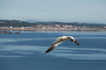 Northern Gannet (Morus bassanus) in flight returning to colony at  breeding colony at bass rock, united Kingdom