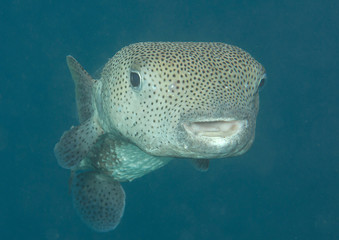 Porcupine pufferfish (diodon hystrix)  waiting for cleaning at cleaning station , Bali, Indonesia