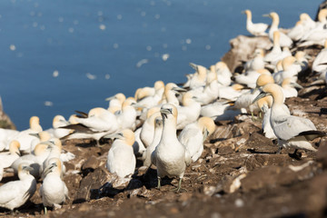 Northern Gannet (Morus bassanus) sky pointing at nest  at breeding colony,  Bass Rock, Scotland, United Kingdom