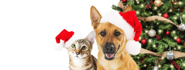Dog and Cat Christmas Web Banner