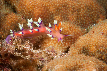 Macro of a much desired or desirable flabellina ( Flabellina exoptata ) crawling on coral reef of Bali, Indonesia
