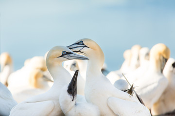 Northern Gannet (Morus bassanus) pair billing together at nest  at breeding colony,  Bass Rock, Scotland, United Kingdom