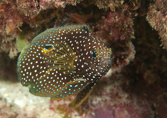 Comet or marine betta (Calloplesiops altivelis) swimming over corals of Bali, Indonesia