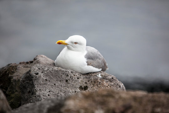 seagull on rock