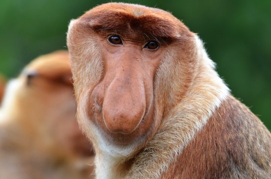 Protrait eines m&auml;nnlichen Nasenaffen, Borneo - Malaysia