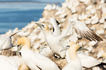 Northern Gannet (Morus bassanus)  displaying, wing shaking and sky pointing, at breeding colony,  Bass Rock, Scotland, United Kingdom