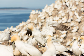 Fototapeta premium Northern Gannet (Morus bassanus) displaying, wing shaking and sky pointing, at breeding colony, Bass Rock, Scotland, United Kingdom