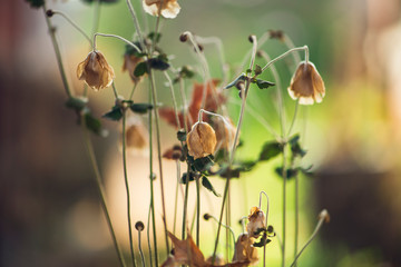 dried wild anemone flowers on a blurred colorful background