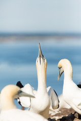 Northern Gannet (Morus bassanus)  pair pair displaying, wing shaking and sky pointing, at breeding colony,  Bass Rock, Scotland, United Kingdom