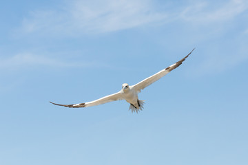 Northern Gannet (Morus bassanus)  in flight at breeding colony,  Bass Rock, Scotland, United Kingdom