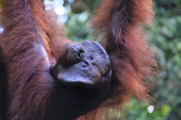 Orang Utan Männchen, Sabah, Borneo - Malaysia