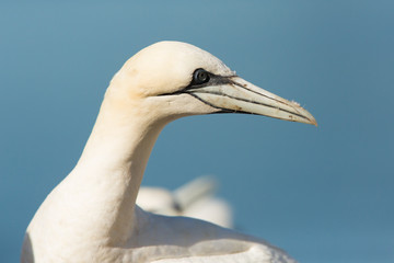 Northern Gannet (Morus bassanus) nesting site at breeding colony,  Bass Rock, Scotland, United Kingdom