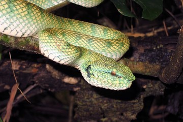 Wagler's Pit  Viper auf Borneo, Sarawak - Malaysia