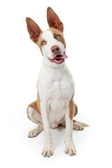 Friendly Brown and White Terrier Dog Sitting