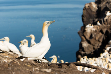 Northern Gannet (Morus bassanus) sky pointing and dsiplaying at breeding colony at bass rock, united Kingdom
