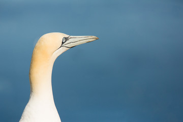 Northern Gannet (Morus bassanus) portrait at nesting site at breeding colony,  Bass Rock, Scotland, United Kingdom