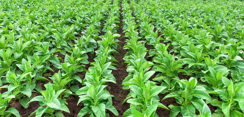 Rows of tabacco plants, farming in Indonesia
