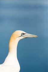 Northern Gannet (Morus bassanus) portrait at nesting site at breeding colony,  Bass Rock, Scotland, United Kingdom