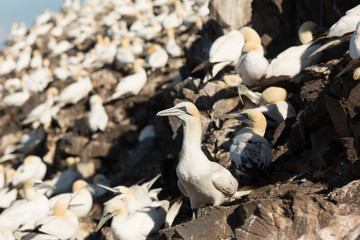 Fototapeta premium Northern Gannet (Morus bassanus) nesting at breeding colony, bass rock, United Kingdom